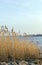 Spring landscape with lake overgrown with reeds near the coast, nature background with dry reed grass