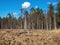 Spring landscape with a large snag on a flooded swamp