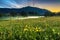 Spring Landscape with A Meadow of Yellow Buttercups, Trees in Fog and Mountain at Twilight