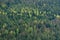 Spring landscape with mixed forest on a hill, coniferous trees and deciduous growth together in the forest Schwarzwald