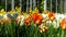 Spring landscape with multicolored parrot tulips