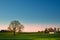 Spring landscape with oaks