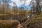 Spring landscape. Old sawed trunk of a tree lies on the coast along the river