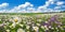 Spring landscape panorama with flowering flowers on meadow