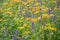 Spring landscape panorama with yellow queen anne\\\'s lace flowering flowers