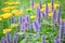 Spring landscape panorama with yellow queen anne\\\'s lace flowering flowers and a bumblebee