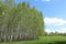 Spring landscape park with green grass field with birch trees against the blue sky with white clouds on a sunny day