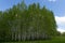 Spring landscape park with green grass field with birch trees against the blue sky with white clouds on a sunny day