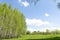 Spring landscape park with green grass field with birch trees against the blue sky with white clouds on a sunny day