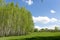 Spring landscape park with green grass field with birch trees against the blue sky with white clouds on a sunny day