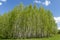 Spring landscape park with green grass field with birch trees against the blue sky with white clouds on a sunny day