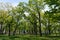 Spring landscape in the Park, view of the clearing in Sunny weather