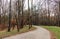 Spring landscape park with a walking path, many pines