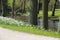 Spring landscape. Park way with flowering flowers on meadow. Daffodils at the river