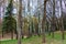 Spring landscape park young green grass, birch trees