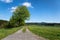 Spring landscape with path, tree and green meadow.