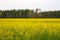 Spring landscape. Picture of oilseed rapeseed on field. Selective focus