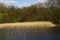 Spring landscape with pond, reeds, trees, sky