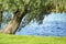 Spring landscape. River bank and the branches of trees hanging over him.