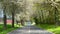 Spring landscape a road among blossoming cherry alley. Germany countryside.