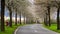 Spring landscape a road among blossoming cherry alley. Germany countryside.