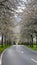 Spring landscape a road among blossoming cherry alley. Germany countryside