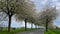 Spring landscape a road among blossoming cherry alley. Germany countryside