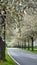 Spring landscape a road among blossoming cherry alley. Germany countryside