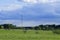 Spring landscape sown field covered with young greenery and sky with cumulus clouds