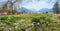 Spring landscape spa garden Schliersee with blooming crocus floewrs and alps view, upper bavaria