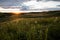 Spring landscape. Sunset over a field with hills, green grass, sun rays, white wildflowers in the foreground