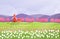 Spring landscape with tulip garden and windmill. Minimal style