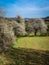 Spring landscape view is with flowering trees in a field, Torgny, Gaume,