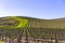 Spring landscape of Vineyards covering the hills of Central California