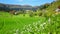 Spring Landscape with Wild Pink Cuckoo Flowers in A Green Valley