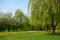 Spring landscape with yellow blooming dandelion flowers and beautiful deciduous trees and blue sky.