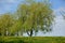 Spring landscape with yellow blooming dandelion flowers and beautiful deciduous trees and blue sky.