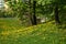 Spring landscape with yellow blooming dandelion flowers and beautiful deciduous trees and blue sky.