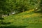 Spring landscape with yellow blooming dandelion flowers and beautiful deciduous trees and blue sky.