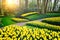 Spring landscape with yellow daffodils. Keukenhof garden