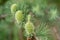 Spring larch twig with cones macro