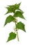 Spring leaf branch white young nettle isolated on a white background. PNG file with transparent background.