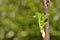 Spring Leaf Buds