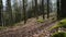 Spring leafless trees forest with shadows moving, static view