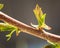 Spring leaves buds