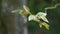 Spring leaves of Chinese Hackberry Celtis Sinensis in light wind, 4K