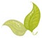 Spring Leaves - A collection of two spring leaves, artistically rendered to include unusual details and highlights.
