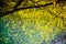 spring leaves, fresh nature background wallpaper