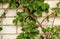 Spring Leaves Hydrangea Shrub. Hydrangea climbing a white brick wall.