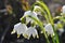 In spring, Leucojum vernum blooms in nature